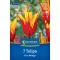 Tulipán 'Fire Wings'