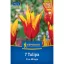 Tulipán 'Fire Wings'