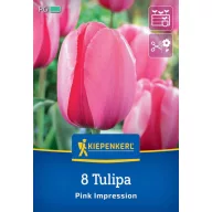Tulipán 'Pink Impression'