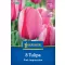 Tulipán 'Pink Impression'