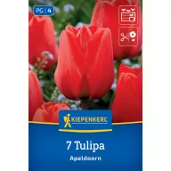 Tulipán 'Apeldoorn'