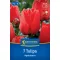 Tulipán 'Apeldoorn'