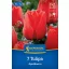 Tulipán 'Apeldoorn'