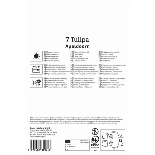 Tulipán 'Apeldoorn'