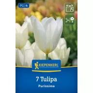 Tulipán 'Purissima'