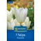 Tulipán 'Purissima'