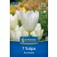 Tulipán 'Purissima'