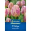 Tulipán 'Happy Feet'