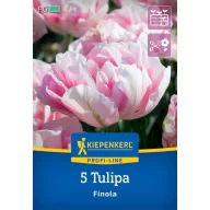 Tulipán 'Finola'