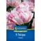 Tulipán 'Finola'