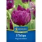 Tulipán 'Negrita Double'