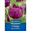 Tulipán 'Negrita Double'