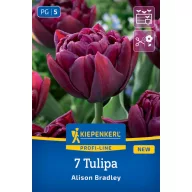 Tulipán 'Alison Bradley'