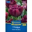 Tulipán 'Alison Bradley'