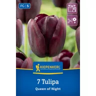 Tulipán 'Queen of Night'