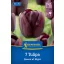 Tulipán 'Queen of Night'