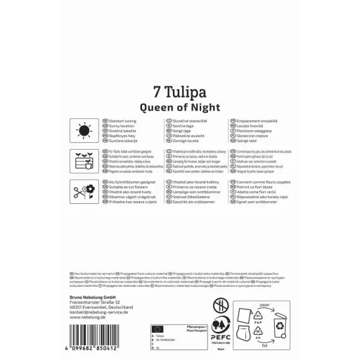 Tulipán 'Queen of Night'