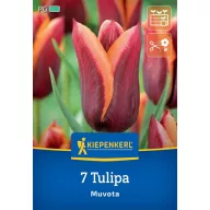 Tulipán 'Muvota'
