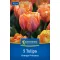 Tulipán 'Orange Princess'