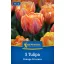 Tulipán 'Orange Princess'