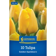 Tulipán 'Golden Apeldoorn'