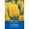 Tulipán 'Golden Apeldoorn'