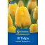 Tulipán 'Golden Apeldoorn'