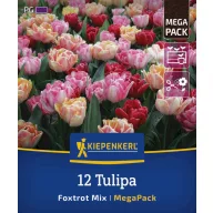 Tulipán 'Foxtrot Mix'