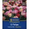 Tulipán 'Foxtrot Mix'