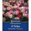 Tulipán 'Foxtrot Mix'