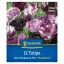 Tulipán 'Dark Elegance Mix'