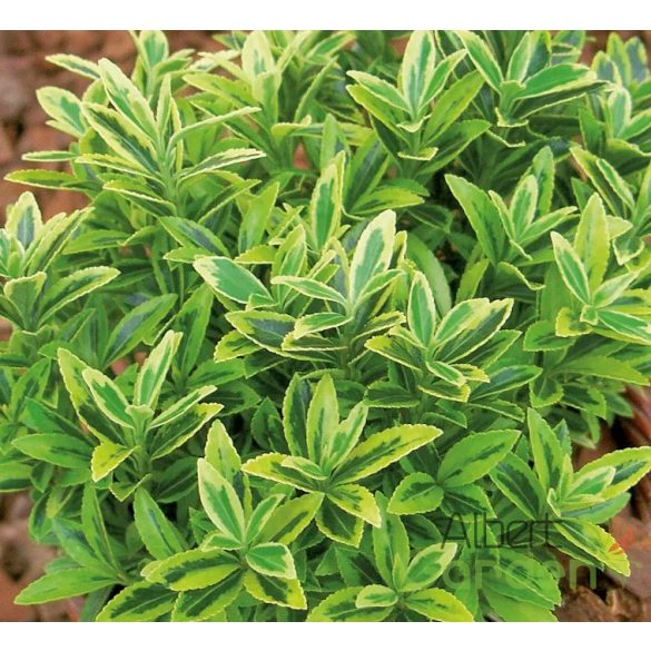 Kecskerágó 'Euonymus fortunei Aureum'