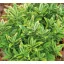 Kecskerágó 'Euonymus fortunei Aureum'