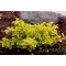 Kecskerágó 'Euonymus Fortunei Emerald Gold'