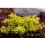 Kecskerágó 'Euonymus Fortunei Emerald Gold'