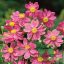 Szellőrózsa 'Anemone Hupehensis Prinz Heinrich'