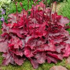 Tűzeső 'Heuchera Fire Chief'