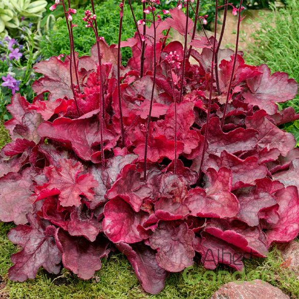Tűzeső 'Heuchera Fire Chief'