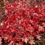 Tűzeső 'heuchera Peach Flambe'