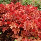 Tűzeső 'Heuchera Paprika'