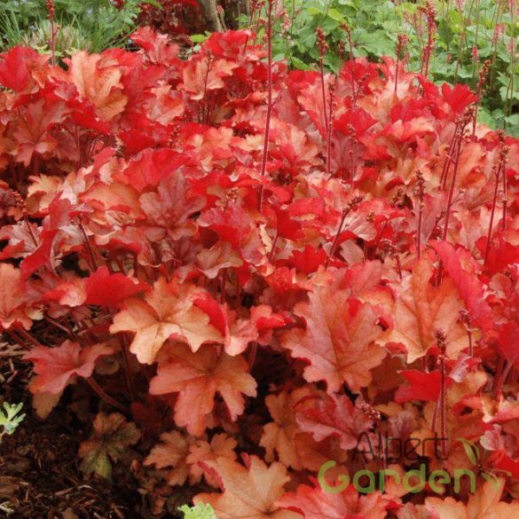 Tűzeső 'Heuchera Paprika'