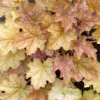 Tűzeső 'Heuchera Ginger Ale'