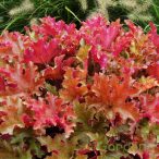 tűzeső 'Heuchera Marmalade'