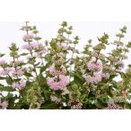 Kékszakál 'Caryopteris Incana Pavilon Pink'