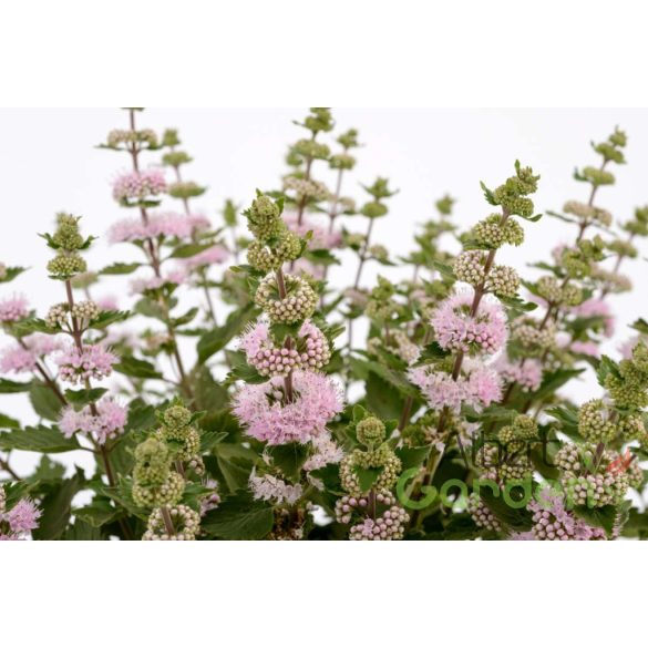 Kékszakál 'Caryopteris Incana Pavilon Pink'