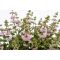 Kékszakál 'Caryopteris Incana Pavilon Pink'