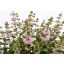 Kékszakál 'Caryopteris Incana Pavilon Pink'