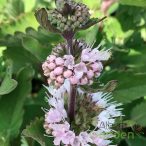 Kékszakál 'Caryopteris Incana Pavilon White'