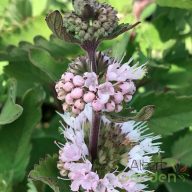 Kékszakál 'Caryopteris Incana Pavilon White'