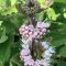 Kékszakál 'Caryopteris Incana Pavilon White'
